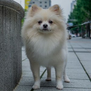 German Spitz Puppy