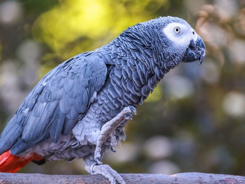African Grey Parrot - African Grey Parrot