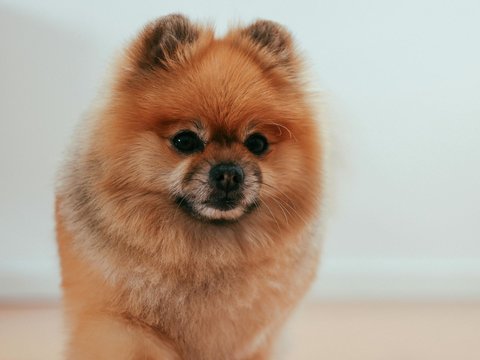 Culture Pom Puppy - Culture Pom Puppy