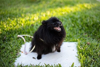 Culture Toy Pom Puppy | Black
