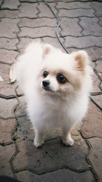 Culture Toy Pom Puppy | White - Culture Toy Pom Puppy | White