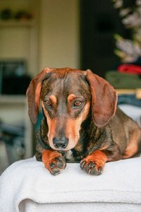 Dachshund Puppy | Brown & Tan