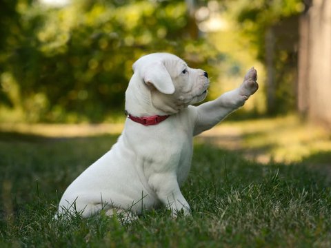 Dogo Argentino Puppy - Dogo Argentino Puppy