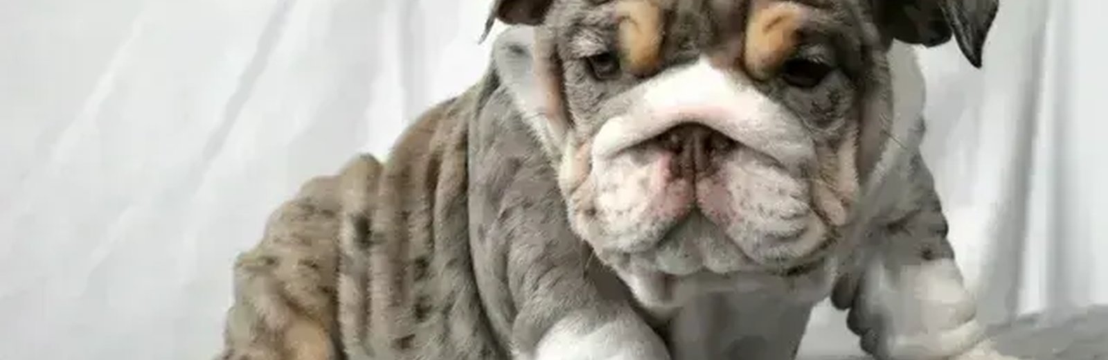 Dogs & Puppies