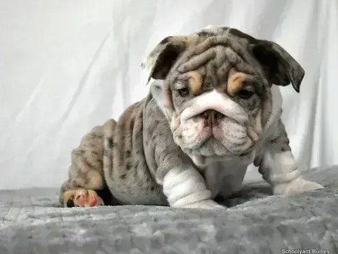 English Bull Dog Puppy - English Bull Dog Puppy