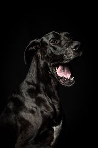 Great Dane Puppy | Black