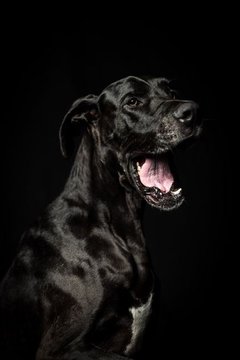 Great Dane Puppy | Black - Great Dane Puppy | Black