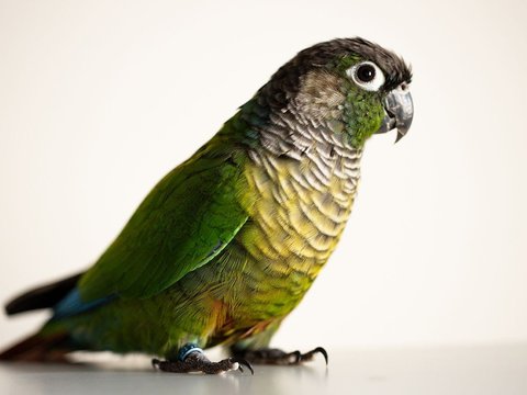 Green Cheek Conure - Green Cheek Conure