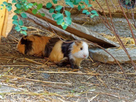 Guinea Pig Babies - Guinea Pig Babies