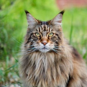 Maine Coon Kitten