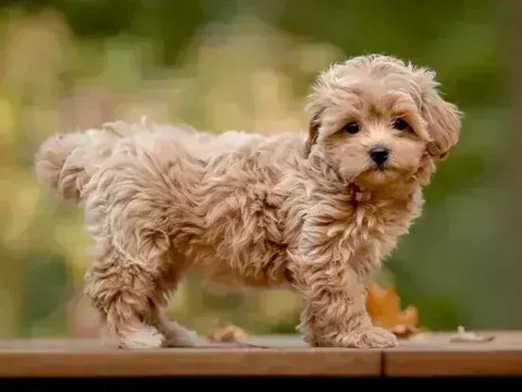 Maltipoo Puppy - Maltipoo Puppy