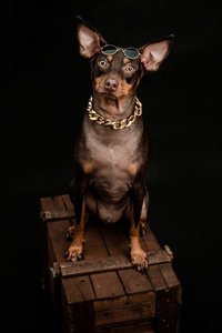 Miniature Pinscher Puppy | Brown & Tan