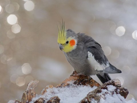 Grey Cockatiel - Cockatiel | Grey