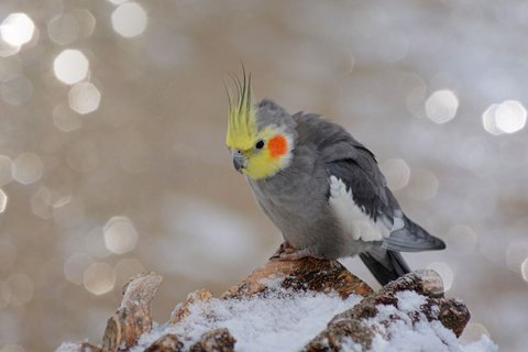 Grey Cockatiel - Cockatiel | Grey