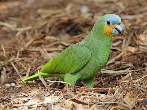 Orange Wing Amazon Parrots - Orange Wing Amazon Parrots