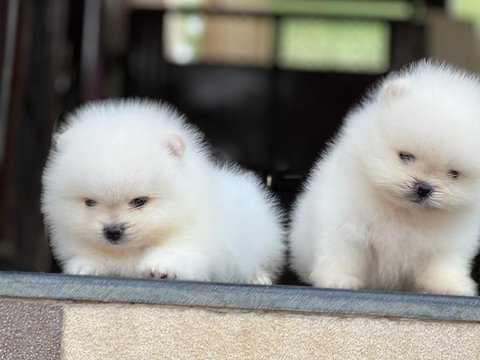 Orignal Toy Pom Puppy - Orignal Toy Pom Puppy