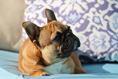 French Bulldog Puppy | Fawn