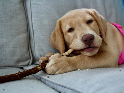 Labrador Retriever | Fawn - Labrador Retriever Puppy | Fawn Color