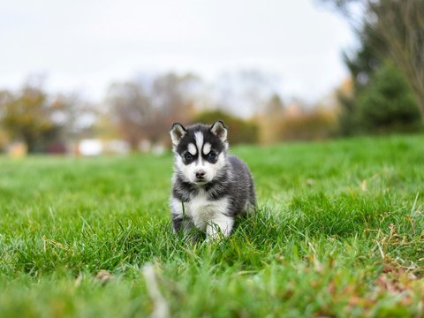 Siberian Husky Puppy | Black & White Color - Siberian Husky Puppy | Black & White Color