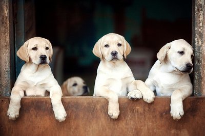 Labrador Retriever | White