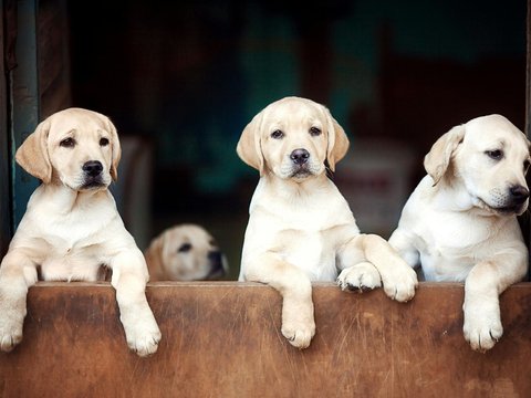 Labrador Retriever | White - Labrador Retriever Puppy | White Color