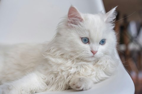 Persian Kitten (Doll Face) - Persian Kitten