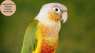 Pineapple Headed Conure