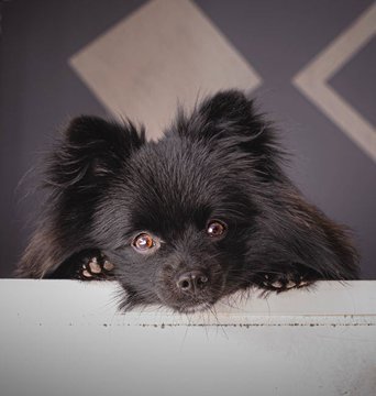 Pomeranian Puppy | Black - Pomeranian Puppy | Black Color