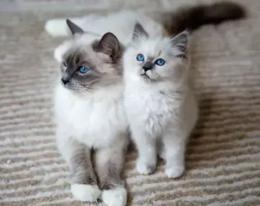 Ragdoll Kitten