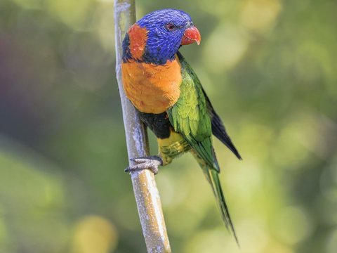 Red Collared Lorikeet - Red Collared Lorikeet