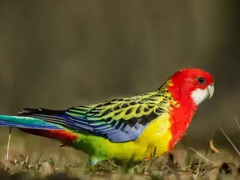 Rosella Bird - Rosella Bird
