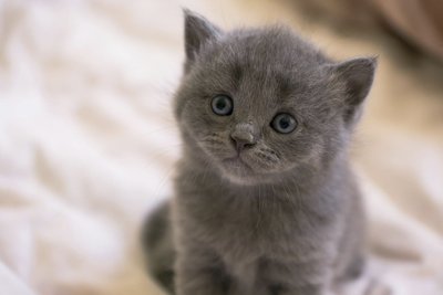 Russian Blue Kitten