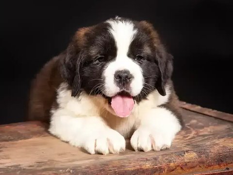 Saint Bernard Puppy - Saint Bernard Puppy