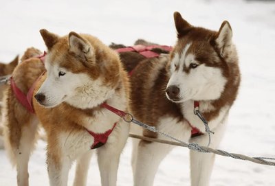 Siberian Husky Puppy | Copper & White Color