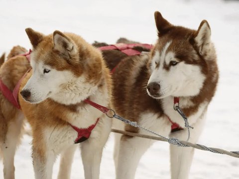 Siberian Husky Puppy | Copper & White Color - Siberian Husky Puppy | Copper & White Color
