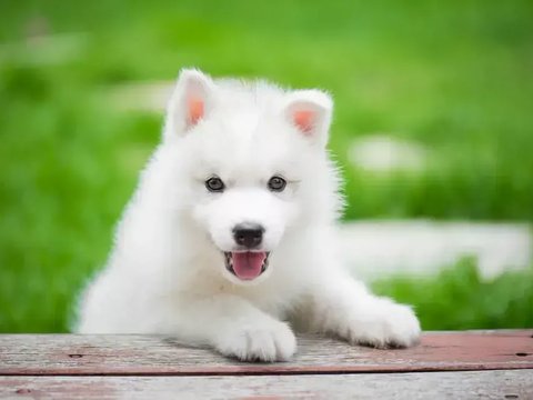Siberian Husky Puppy | White Color - Siberian Husky Puppy | White Color