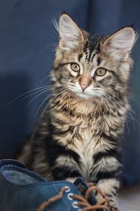Siberian Kitten