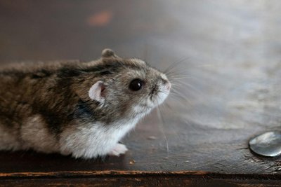 Syrian Hamster Babies
