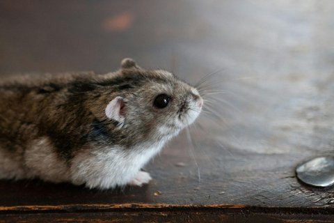 Syrian Hamster Babies - Syrian Hamster Babies