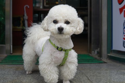 Toy Poodle Puppy | White - Toy Poodle Puppy | White